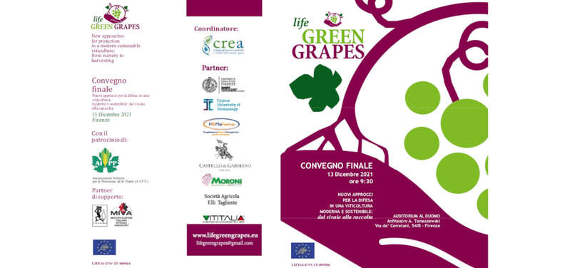 Life Green Grapes